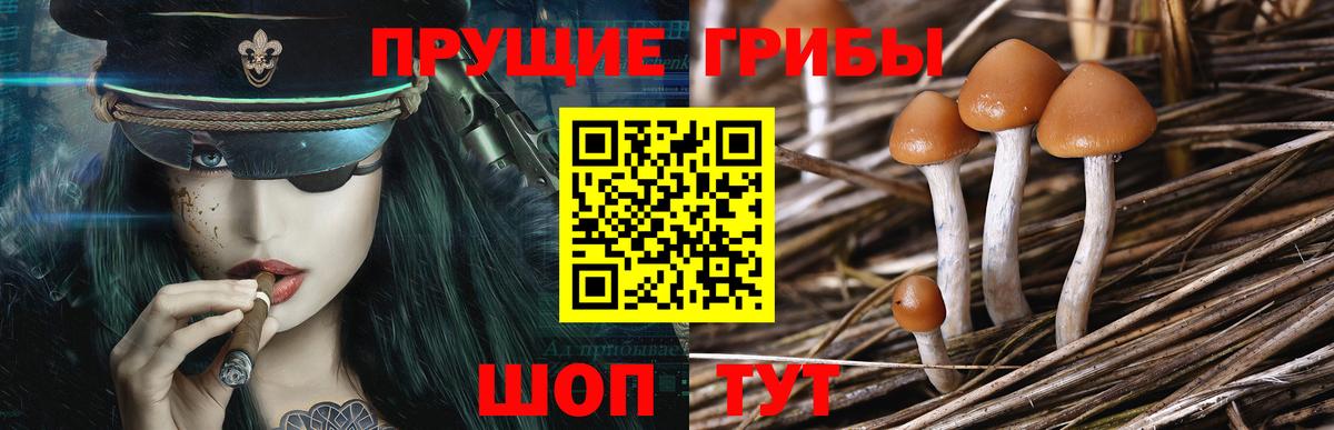 Полевской  Псилоцибиновые грибы Psilocybine cubensis  Вход с VPN 